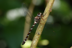 Austroaeschna christine