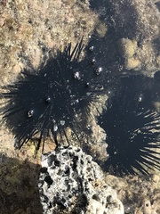 Echinothrix diadema