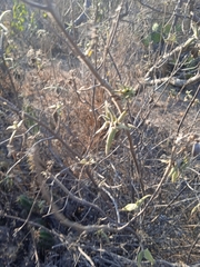 Ambrosia ambrosioides