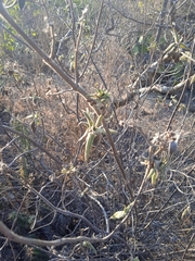 Ambrosia ambrosioides