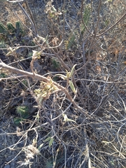 Ambrosia ambrosioides