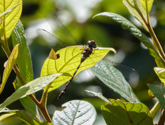 Austroaeschna christine