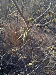 Ambrosia ambrosioides