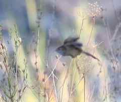 Prinia lepida