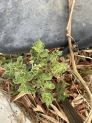 Solanum lycopersicum