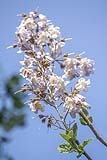 Wisteria frutescens