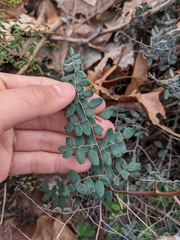 Pellaea andromedifolia