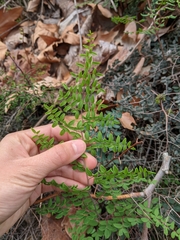 Pellaea andromedifolia