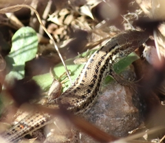 Ophisops elegans basoglui