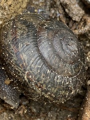 Helminthoglypta traskii