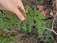 Pellaea andromedifolia