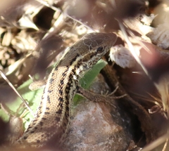 Ophisops elegans basoglui