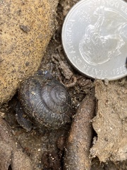 Helminthoglypta traskii