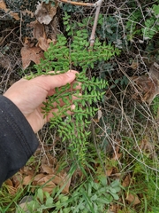 Pellaea andromedifolia