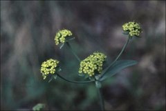 Bupleurum americanum