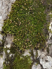 Drummondia prorepens