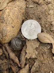 Helminthoglypta traskii