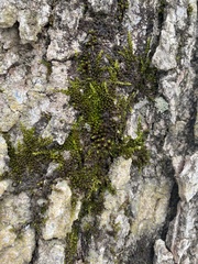 Drummondia prorepens