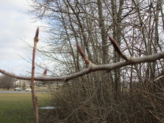 Populus tremuloides