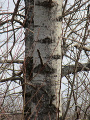 Populus tremuloides