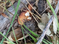 Polyporus decurrens