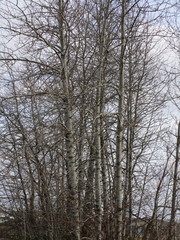 Populus tremuloides