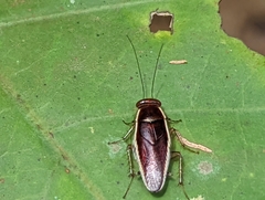 Pseudophyllodromia laticeps