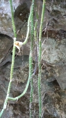 Selenicereus spinulosus