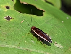 Pseudophyllodromia laticeps