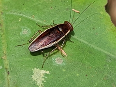 Pseudophyllodromia laticeps