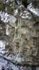 Selenicereus spinulosus