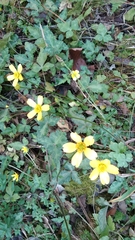 Ranunculus sierrae-orientalis