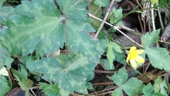 Ranunculus sierrae-orientalis