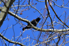 Agelaius phoeniceus