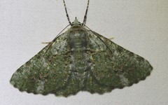 Aeolochroma viridicata