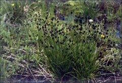 Carex illota