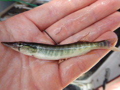 Esox americanus