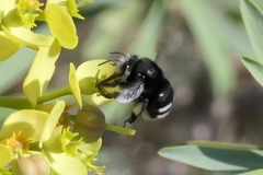 Anthophora alluaudi