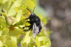 Anthophora alluaudi