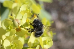 Anthophora alluaudi