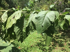 Eirmocephala brachiata