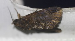 Ercheia dubia