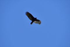 Cathartes aura