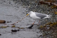 Enteroctopus dofleini