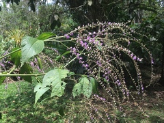 Eirmocephala brachiata