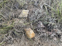 Dudleya attenuata attenuata