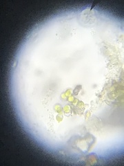Planktoniella