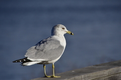 Larus delawarensis