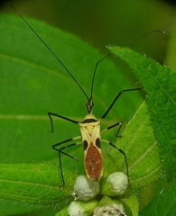 Zelus plagiatus
