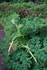 Angelica lignescens